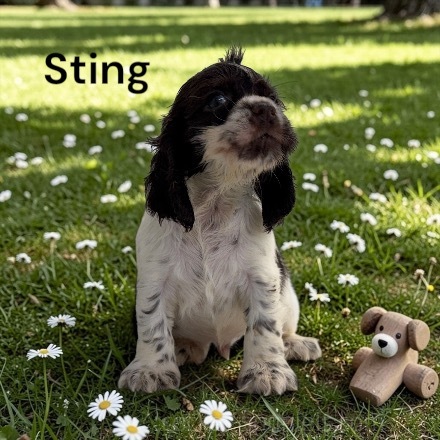 puppy, for, sale, Cocker Spaniel, Joe & Cherri  Overlease, dog, breeder, Miller, MO, dog-breeder, puppy-for-sale, forsale, nearby, find, puppyfind, locator, puppylocator, aca